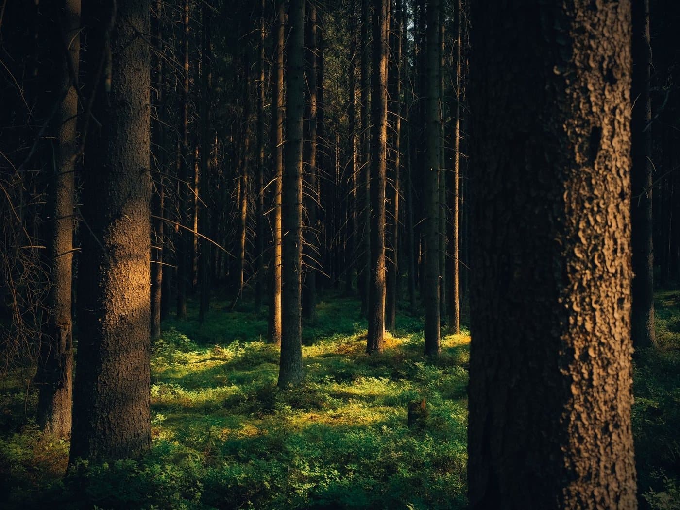 Sous-bois de pins traversé par la lumière — l’univers naturel de la Science des interlignes