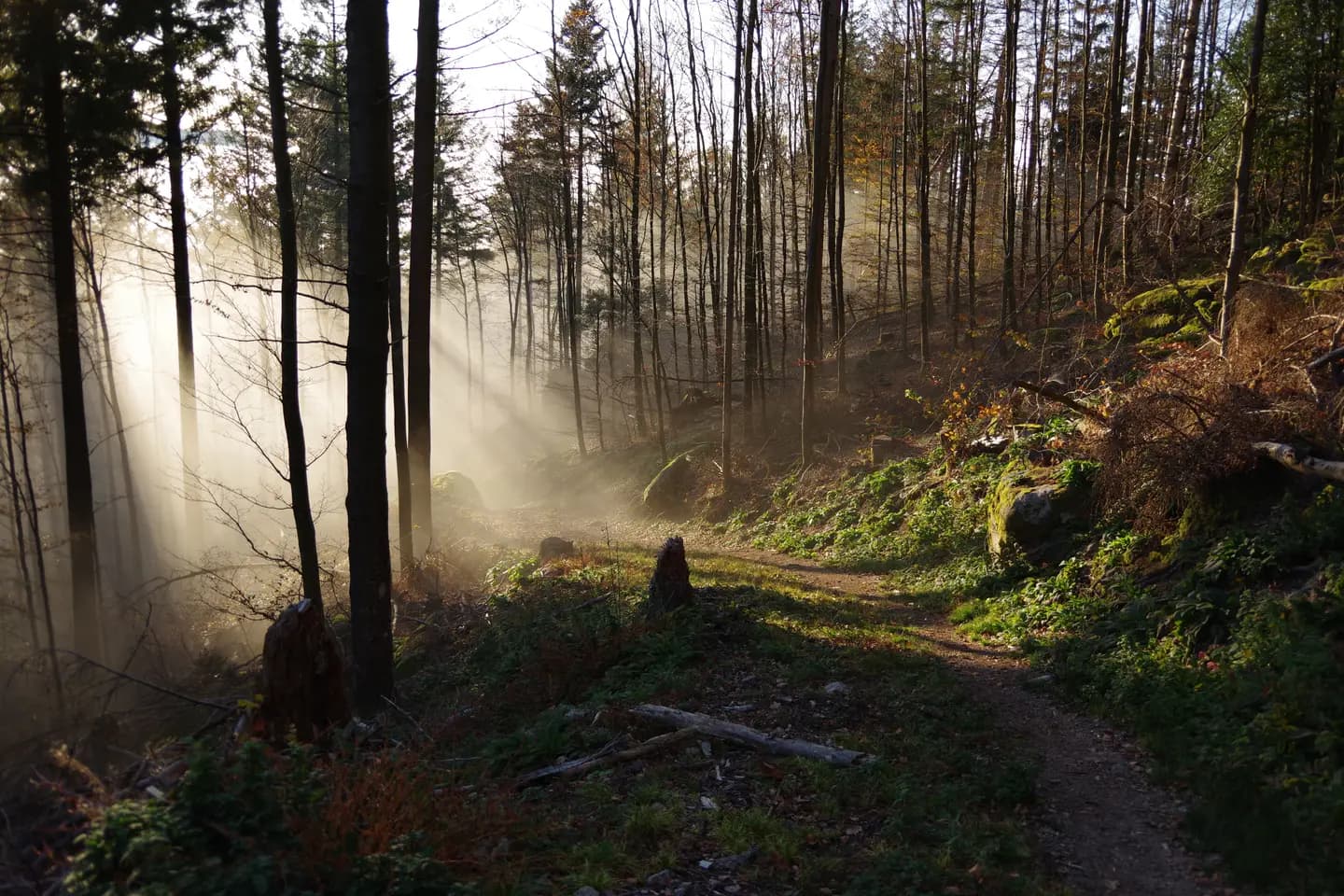 Sentier forestier baigné de lumière — les deux chemins de la méthode des interlignes
